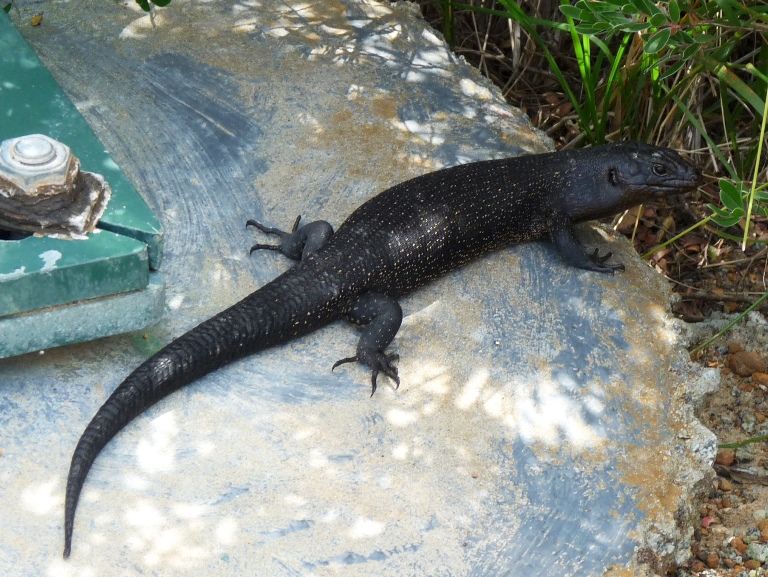 Riesenskink